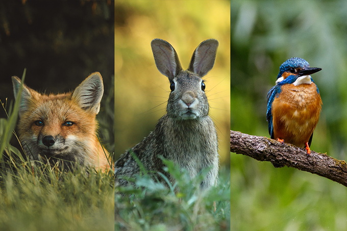 Fuchs, Hase und ein Vogel
