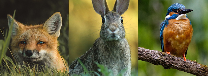 Fuchs, Hase und ein Vogel